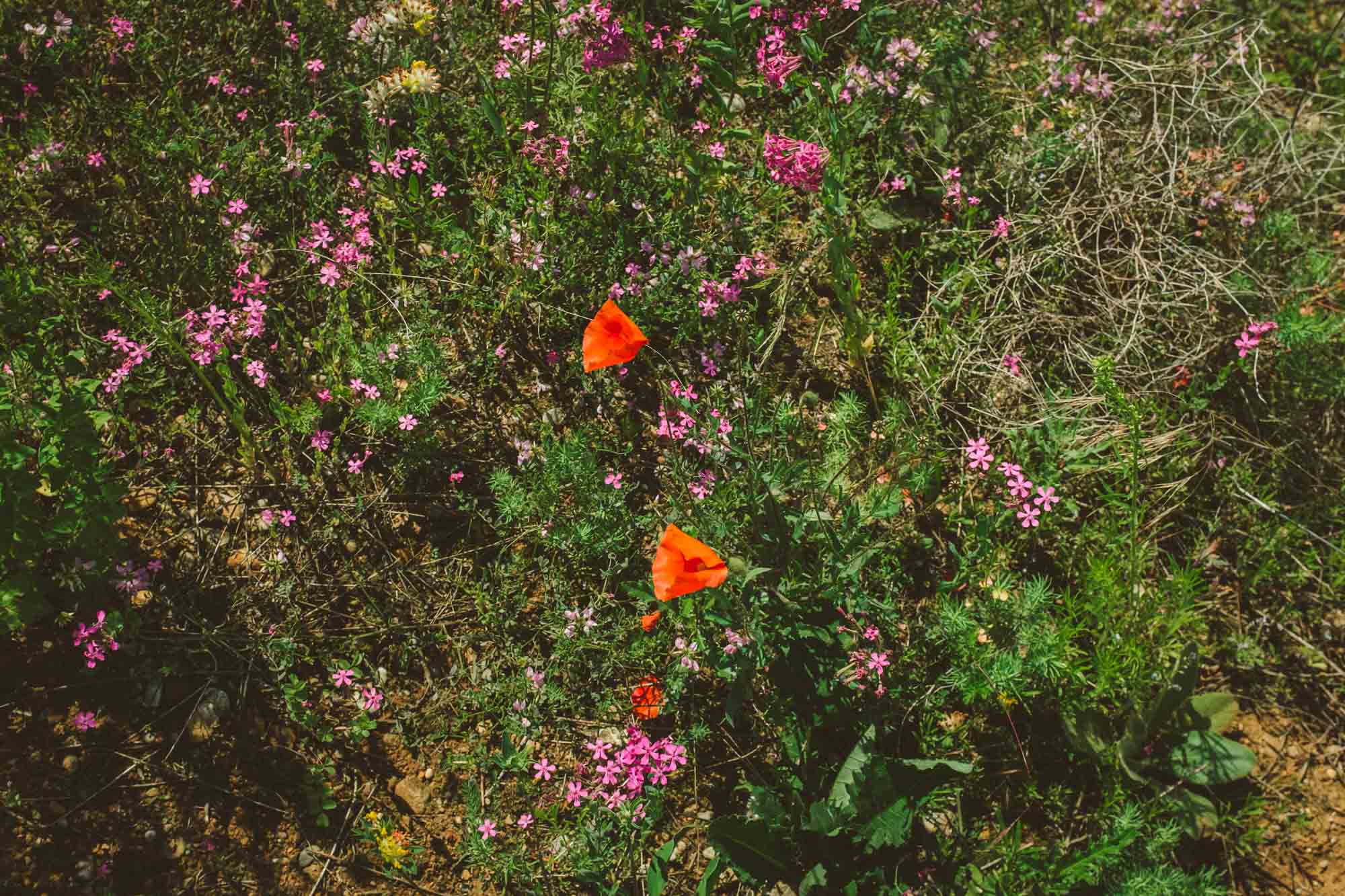 Insektenfreundlicher Garten dank Wilder Ecke mit zahlreichen Wildblumen © Schrebergarten-Ratgeber