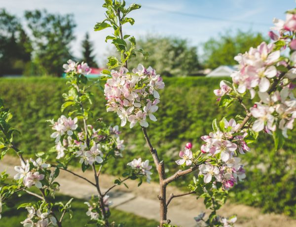 Insektenfreundlicher Garten: Die kleine Biene fliegt zum Apfelbaum © Schrebergarten-Ratgeber